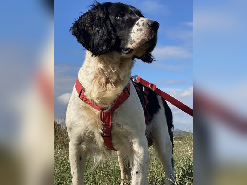 Brando - Sanftmut auf vier Pfoten