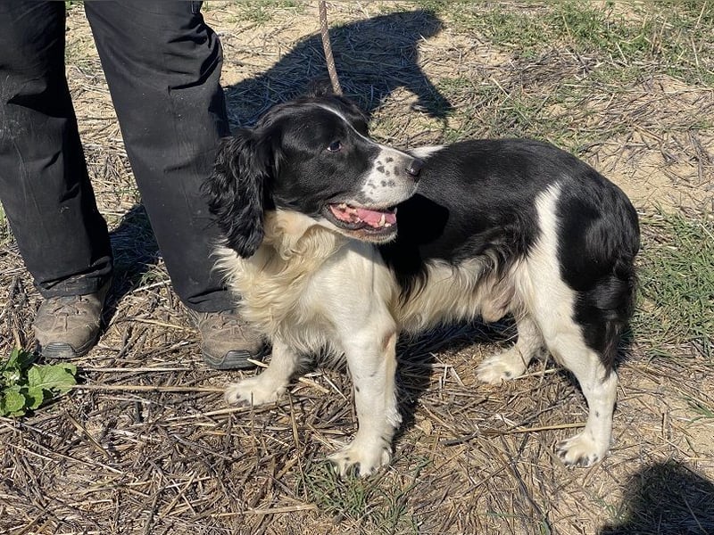 Brando - Sanftmut auf vier Pfoten