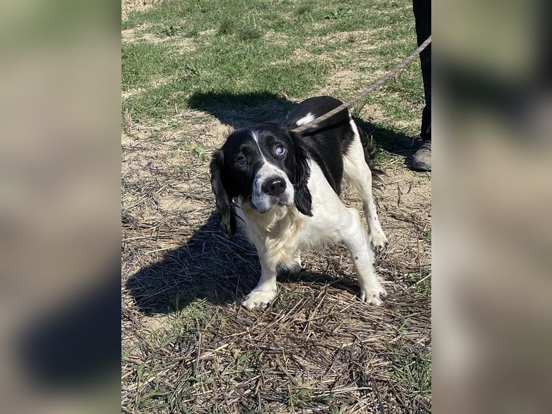 Brando - Sanftmut auf vier Pfoten