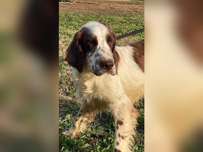 Unkas - Suche Familie, biete bedingungslose Liebe