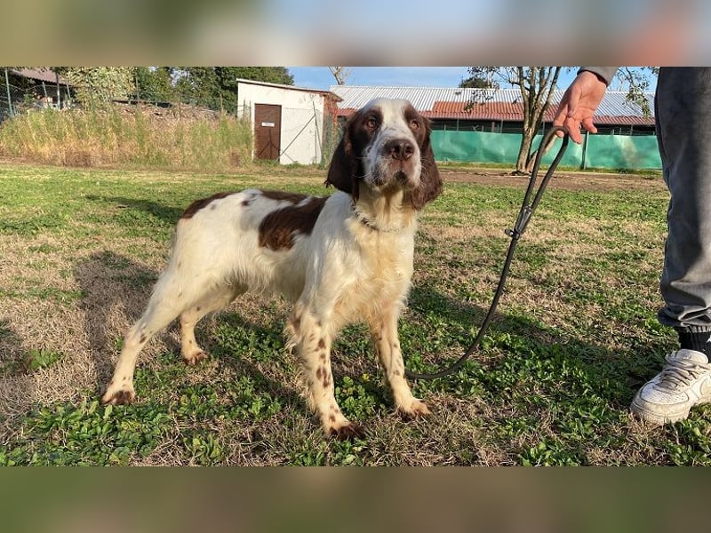 Unkas - Suche Familie, biete bedingungslose Liebe