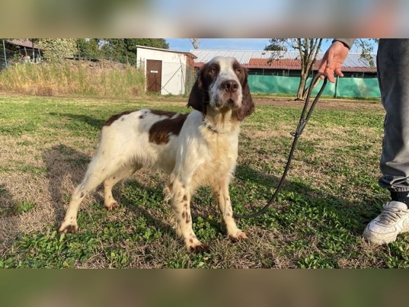 Unkas - Suche Familie, biete bedingungslose Liebe