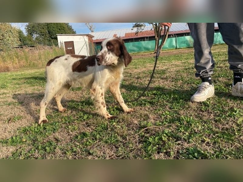 Unkas - Suche Familie, biete bedingungslose Liebe