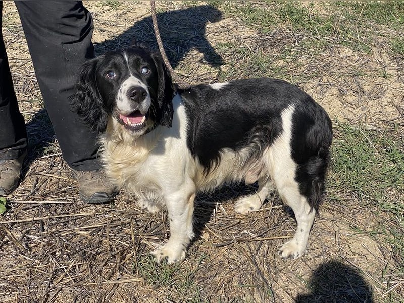Brando - Sanftmut auf vier Pfoten
