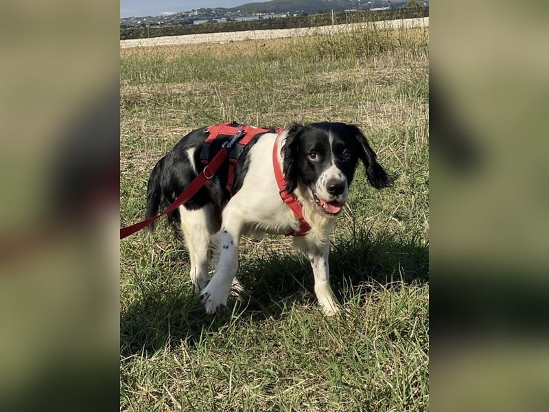 Brando - Sanftmut auf vier Pfoten