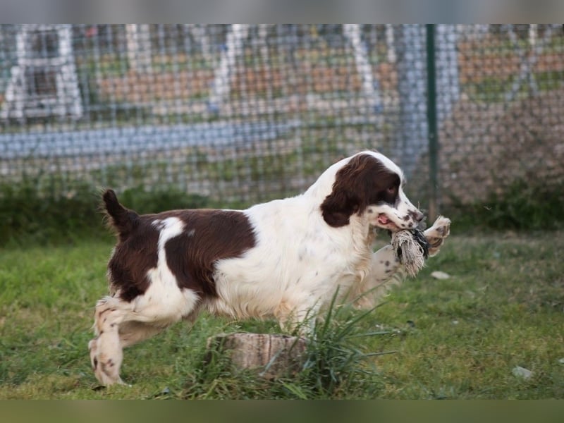 Ulk - Suche Familie, biete bedingungslose Liebe