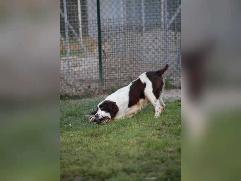 Ulk - Suche Familie, biete bedingungslose Liebe