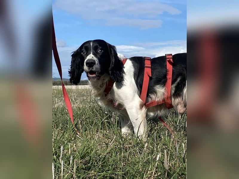 Brando - Sanftmut auf vier Pfoten