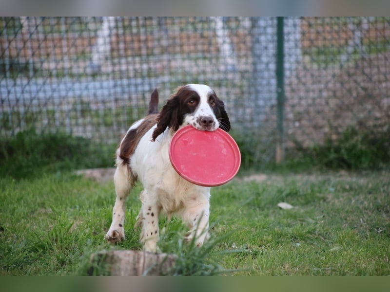 Ulk - Suche Familie, biete bedingungslose Liebe