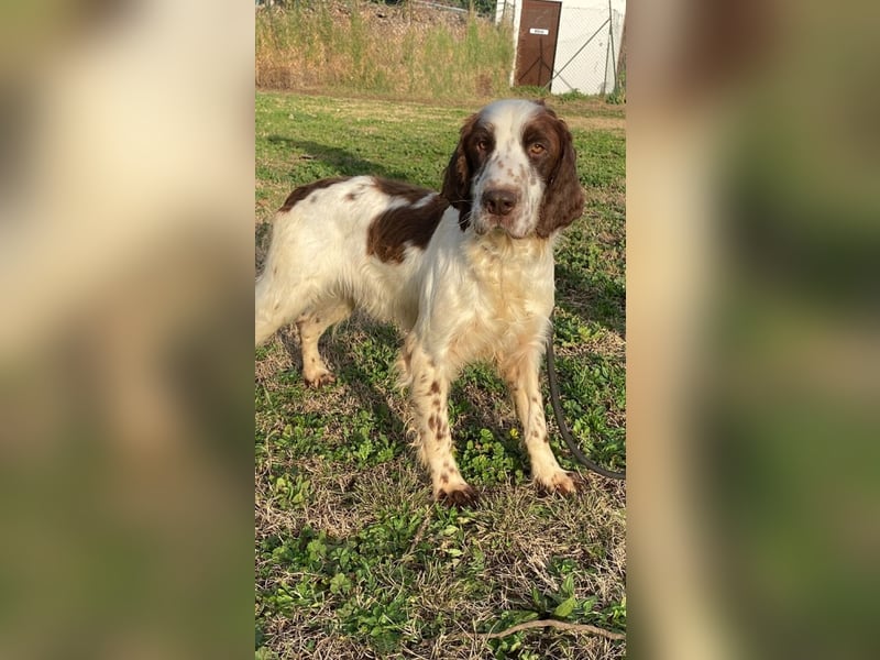 Unkas - Suche Familie, biete bedingungslose Liebe