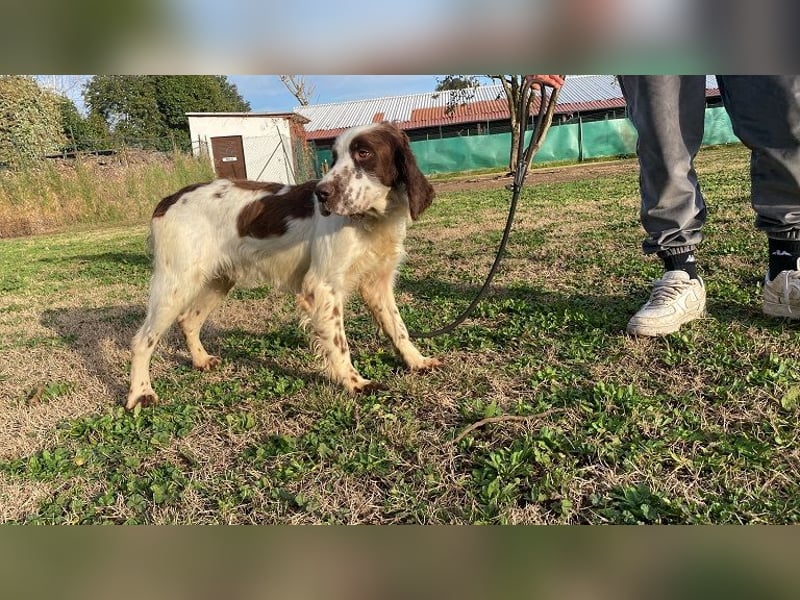 Unkas - Suche Familie, biete bedingungslose Liebe