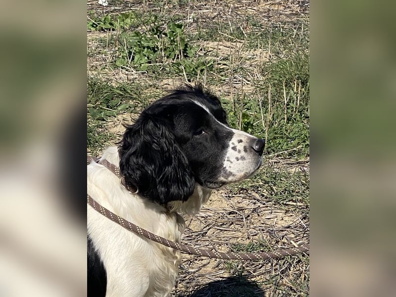 Brando - Sanftmut auf vier Pfoten