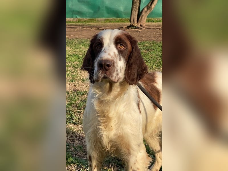 Unkas - Suche Familie, biete bedingungslose Liebe