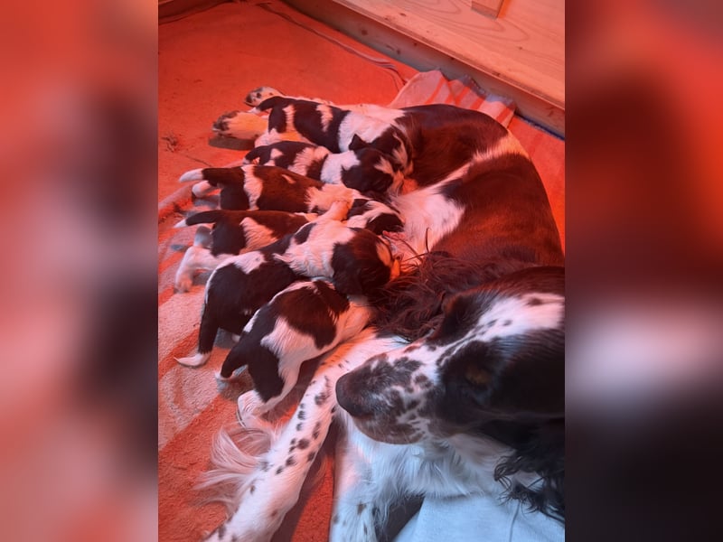 English Springer Spaniel Welpen zu verkaufen