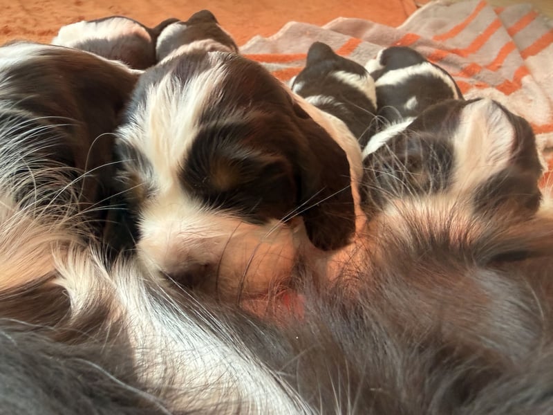 English Springer Spaniel Welpen zu verkaufen