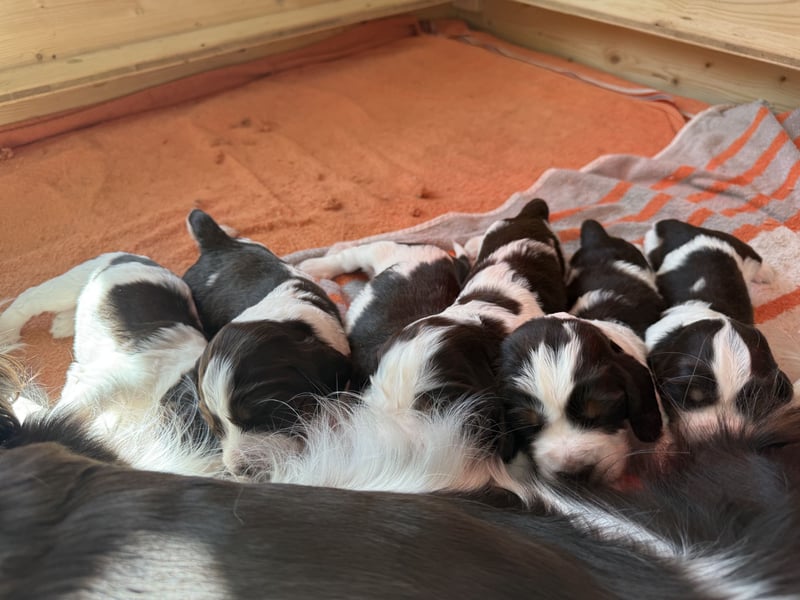 English Springer Spaniel Welpen zu verkaufen