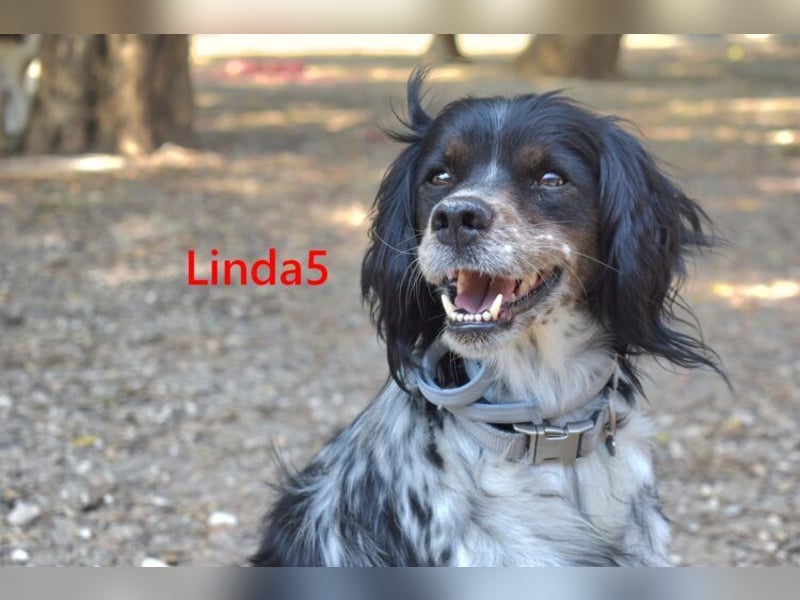 Linda5 geb. 06/2019 (ESP) - unkomplizierte, verschmuste Spaniel Dame sucht ihr Glück!