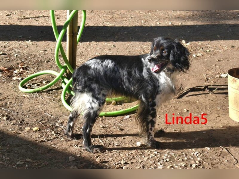 Linda5 geb. 06/2019 (ESP) - unkomplizierte, verschmuste Spaniel Dame sucht ihr Glück!