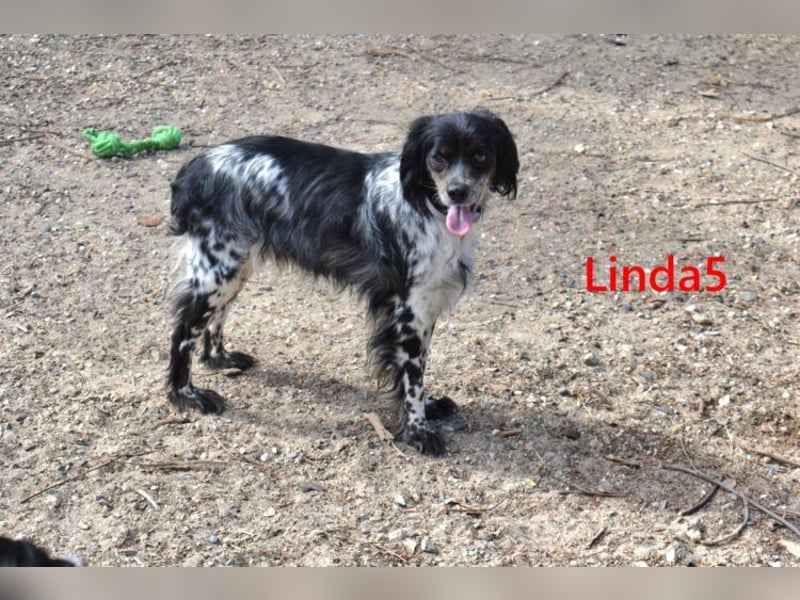 Linda5 geb. 06/2019 (ESP) - unkomplizierte, verschmuste Spaniel Dame sucht ihr Glück!