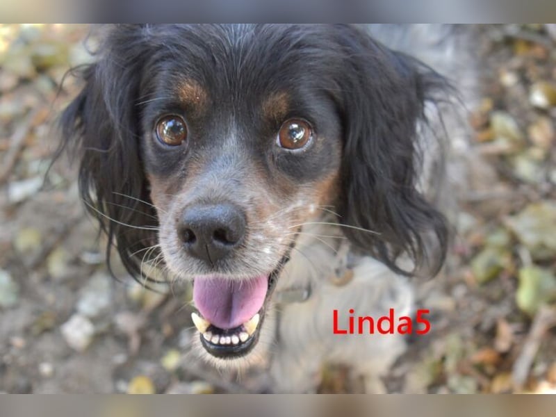Linda5 geb. 06/2019 (ESP) - unkomplizierte, verschmuste Spaniel Dame sucht ihr Glück!