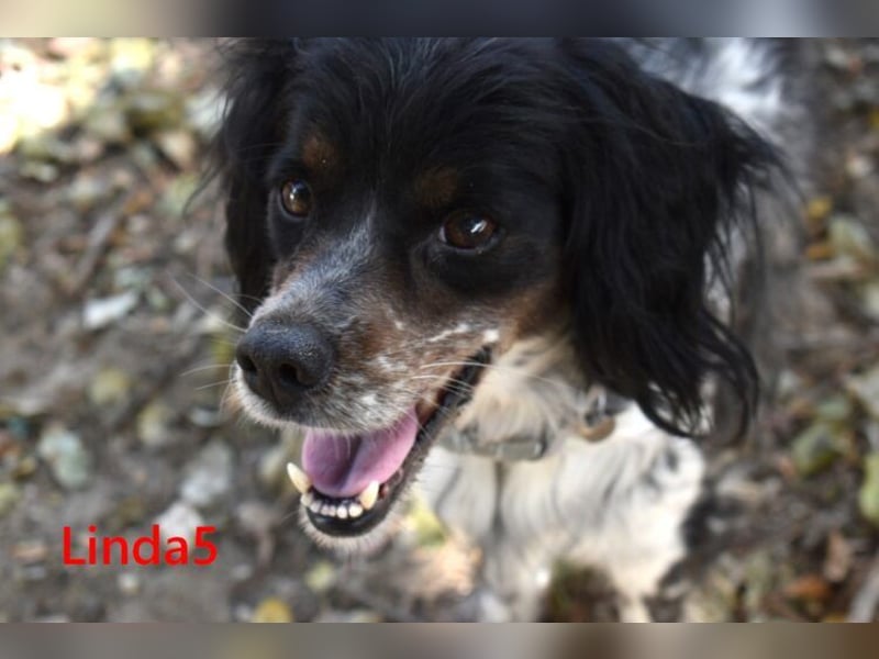 Linda5 geb. 06/2019 (ESP) - unkomplizierte, verschmuste Spaniel Dame sucht ihr Glück!
