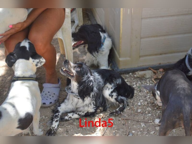 Linda5 geb. 06/2019 (ESP) - unkomplizierte, verschmuste Spaniel Dame sucht ihr Glück!