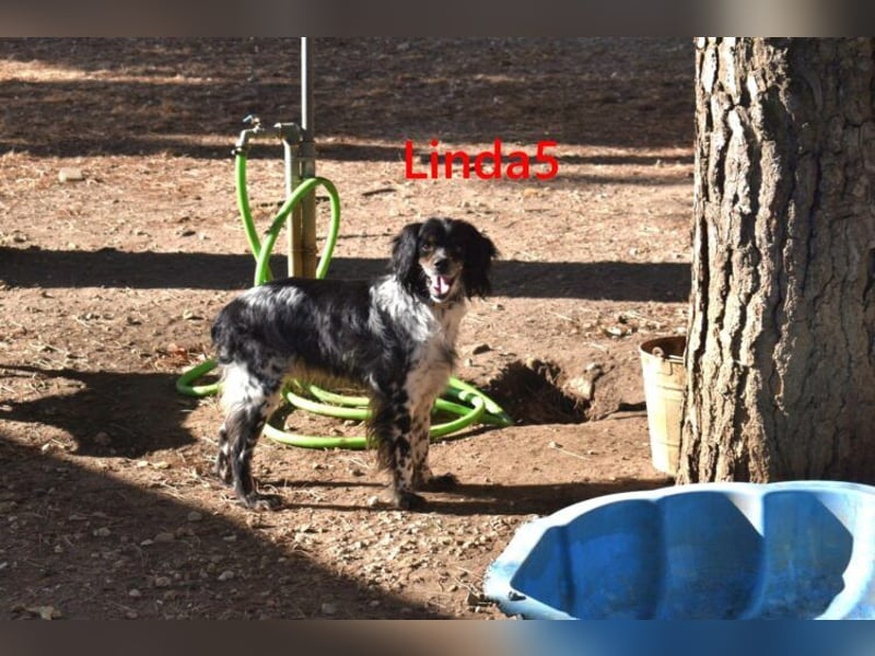 Linda5 geb. 06/2019 (ESP) - unkomplizierte, verschmuste Spaniel Dame sucht ihr Glück!