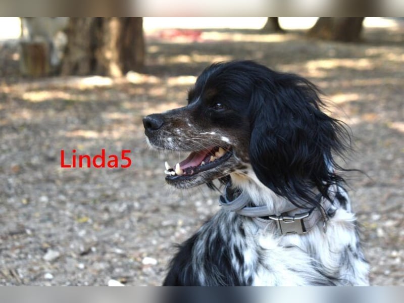 Linda5 geb. 06/2019 (ESP) - unkomplizierte, verschmuste Spaniel Dame sucht ihr Glück!