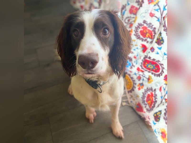 Poppy - lässt sich gerne streicheln