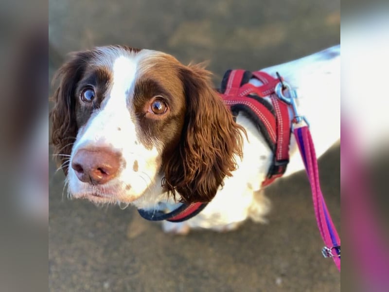 Poppy - lässt sich gerne streicheln