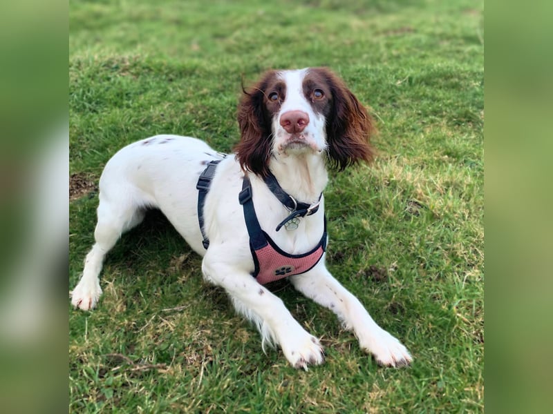 Poppy - lässt sich gerne streicheln