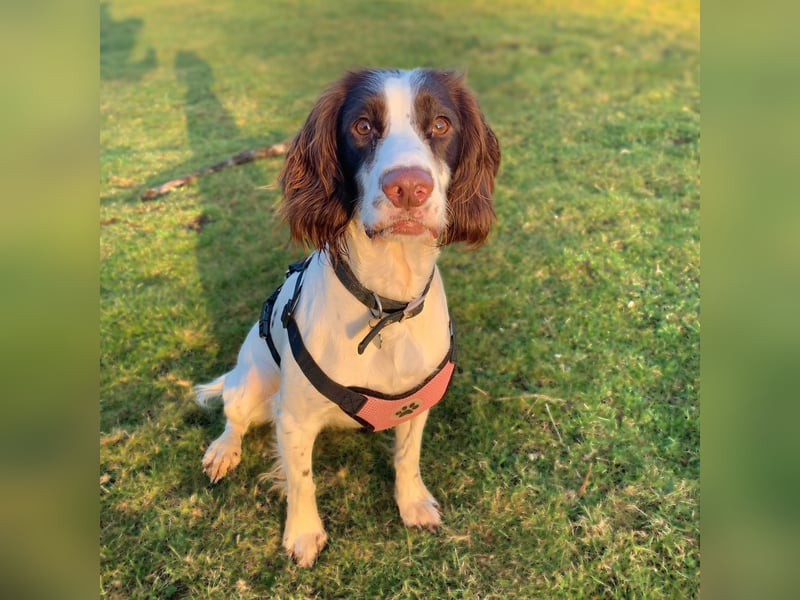 Poppy - lässt sich gerne streicheln