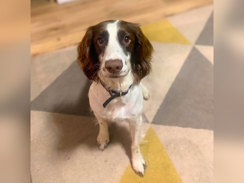 Poppy - lässt sich gerne streicheln