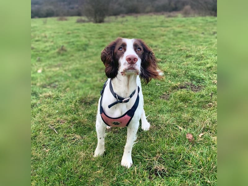 Poppy - lässt sich gerne streicheln