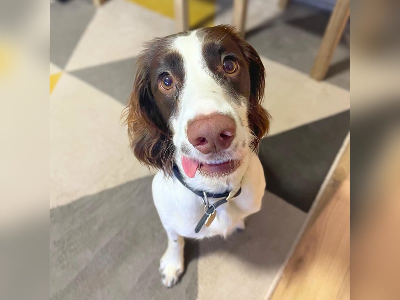 Poppy - lässt sich gerne streicheln