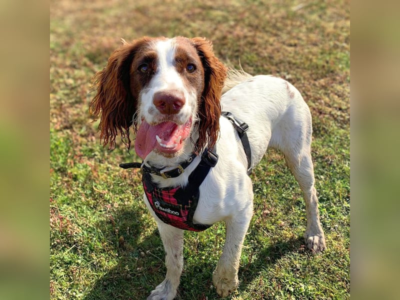 Poppy - lässt sich gerne streicheln