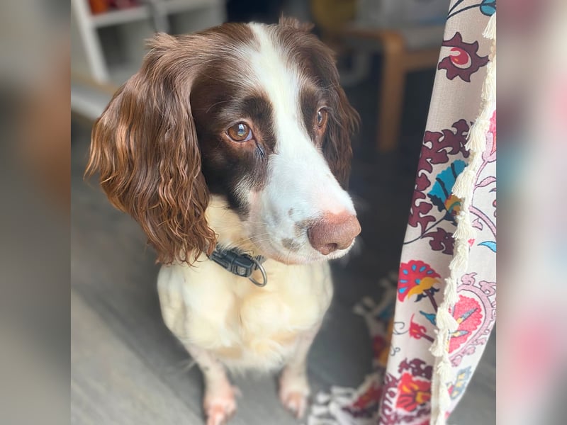 Poppy - lässt sich gerne streicheln