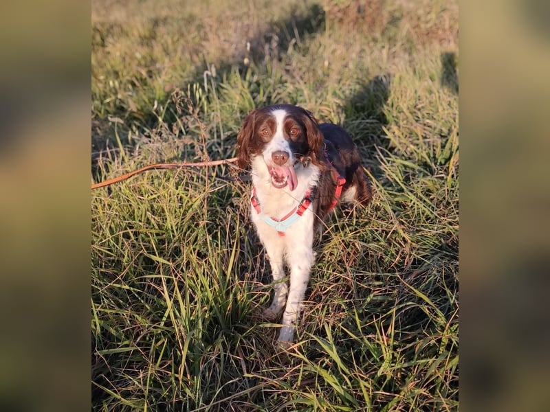 Mia, die freundliche ältere English Springer Spaniel Hündin, braucht wieder eine Familie