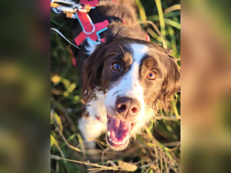 Mia, die freundliche ältere English Springer Spaniel Hündin, braucht wieder eine Familie