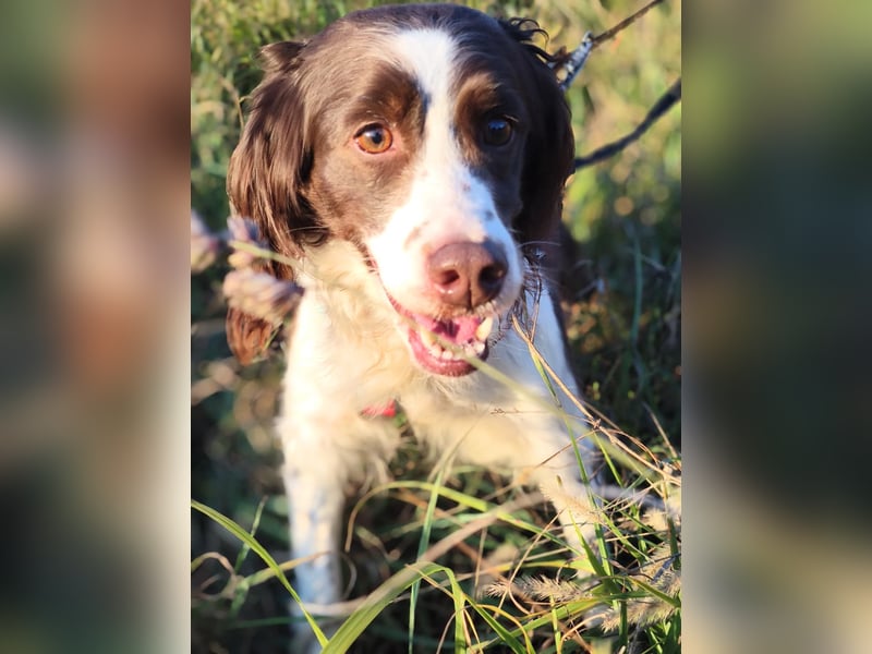Mia, die freundliche ältere English Springer Spaniel Hündin, braucht wieder eine Familie