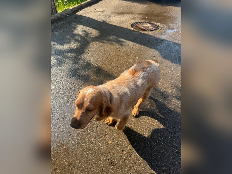 Hübscher Spaniel-Mischling PHILIPP sucht eine liebevolle Familie