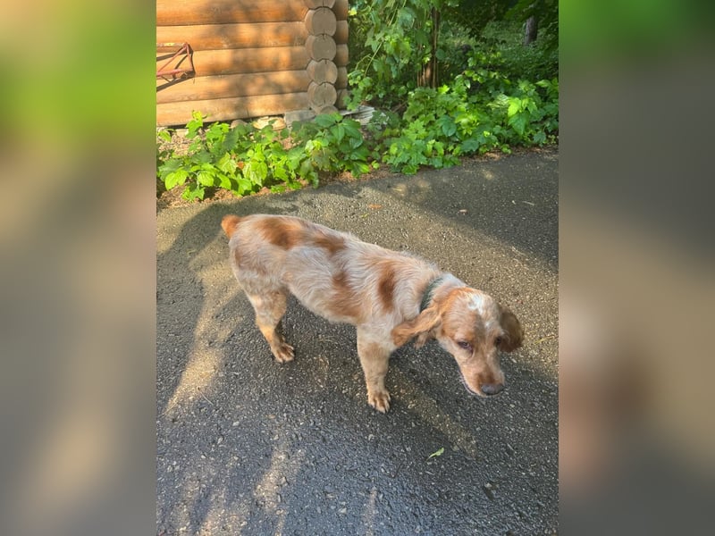 Hübscher Spaniel-Mischling PHILIPP sucht eine liebevolle Familie