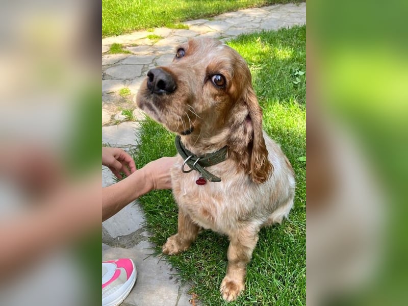 Hübscher Spaniel-Mischling PHILIPP sucht eine liebevolle Familie
