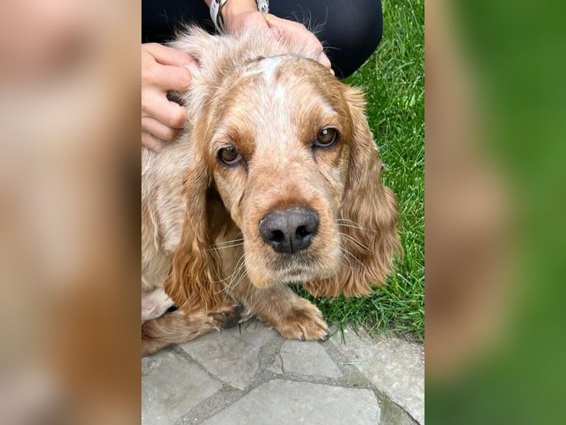 Hübscher Spaniel-Mischling PHILIPP sucht eine liebevolle Familie