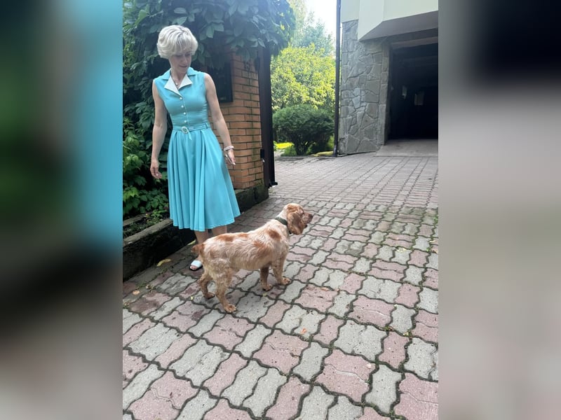 Hübscher Spaniel-Mischling PHILIPP sucht eine liebevolle Familie