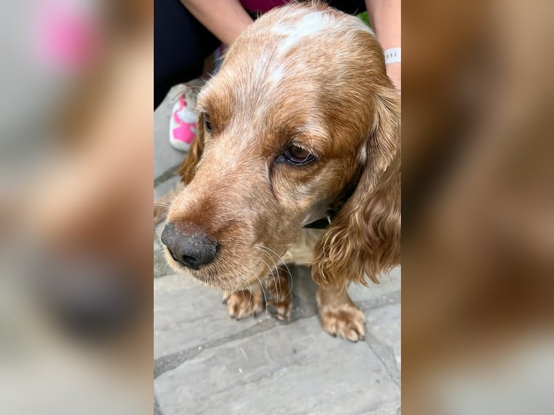 Hübscher Spaniel-Mischling PHILIPP sucht eine liebevolle Familie
