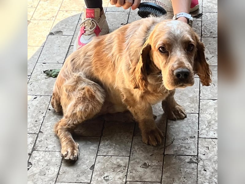 Hübscher Spaniel-Mischling PHILIPP sucht eine liebevolle Familie