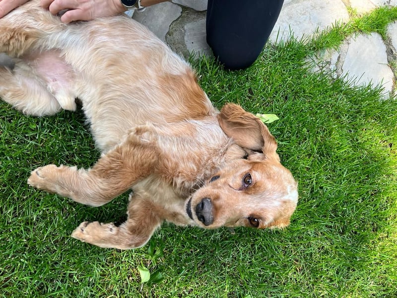 Hübscher Spaniel-Mischling PHILIPP sucht eine liebevolle Familie