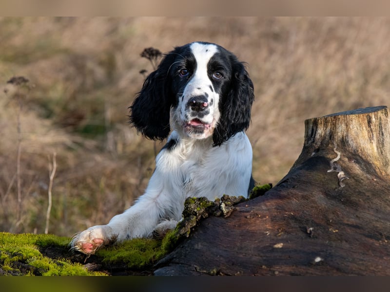 English Springer Spaniel Welpen