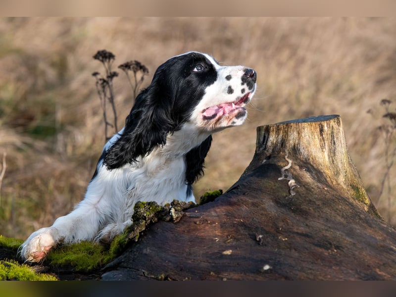 English Springer Spaniel Welpen